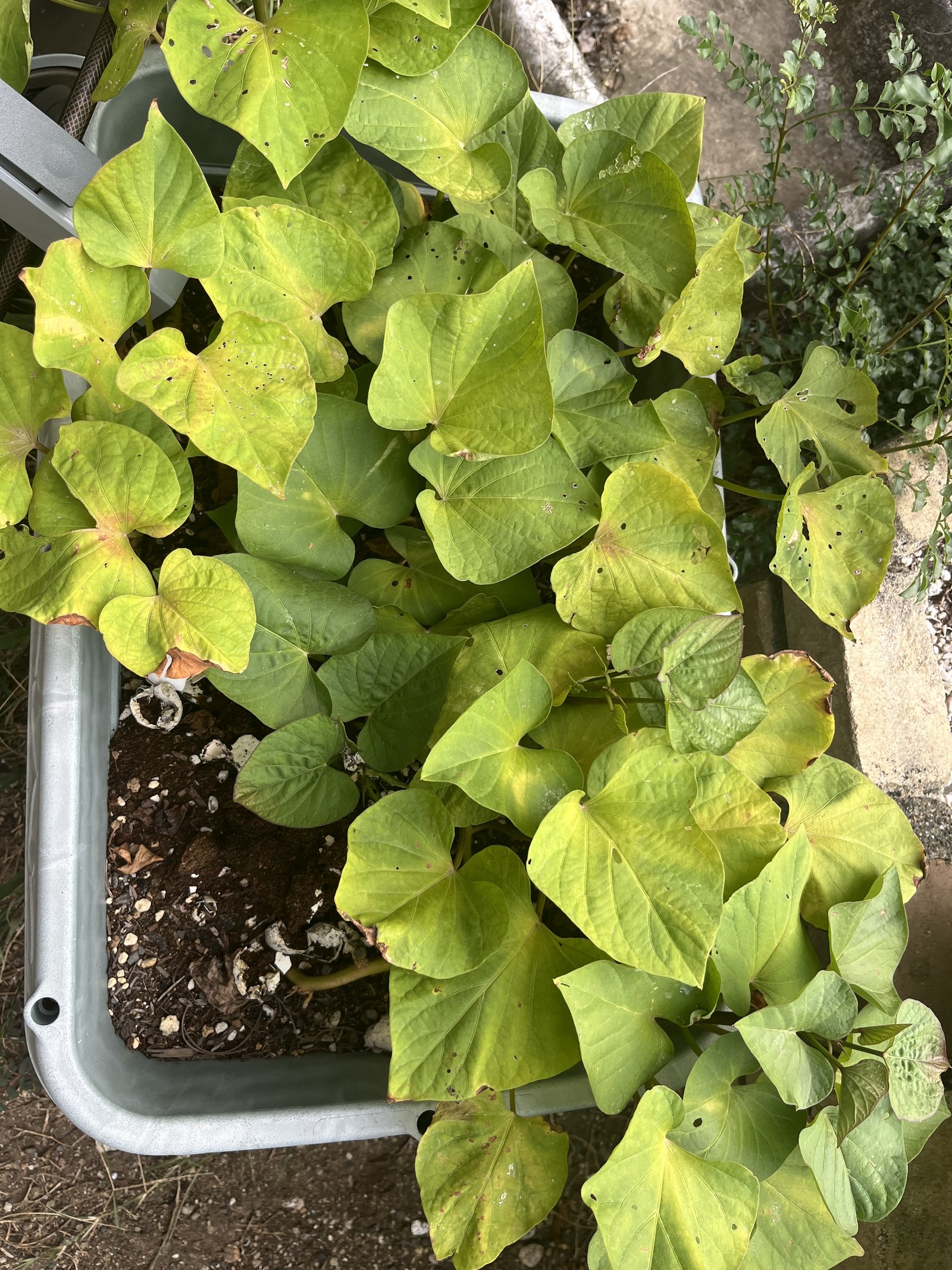 プランターに植えたサツマイモの苗