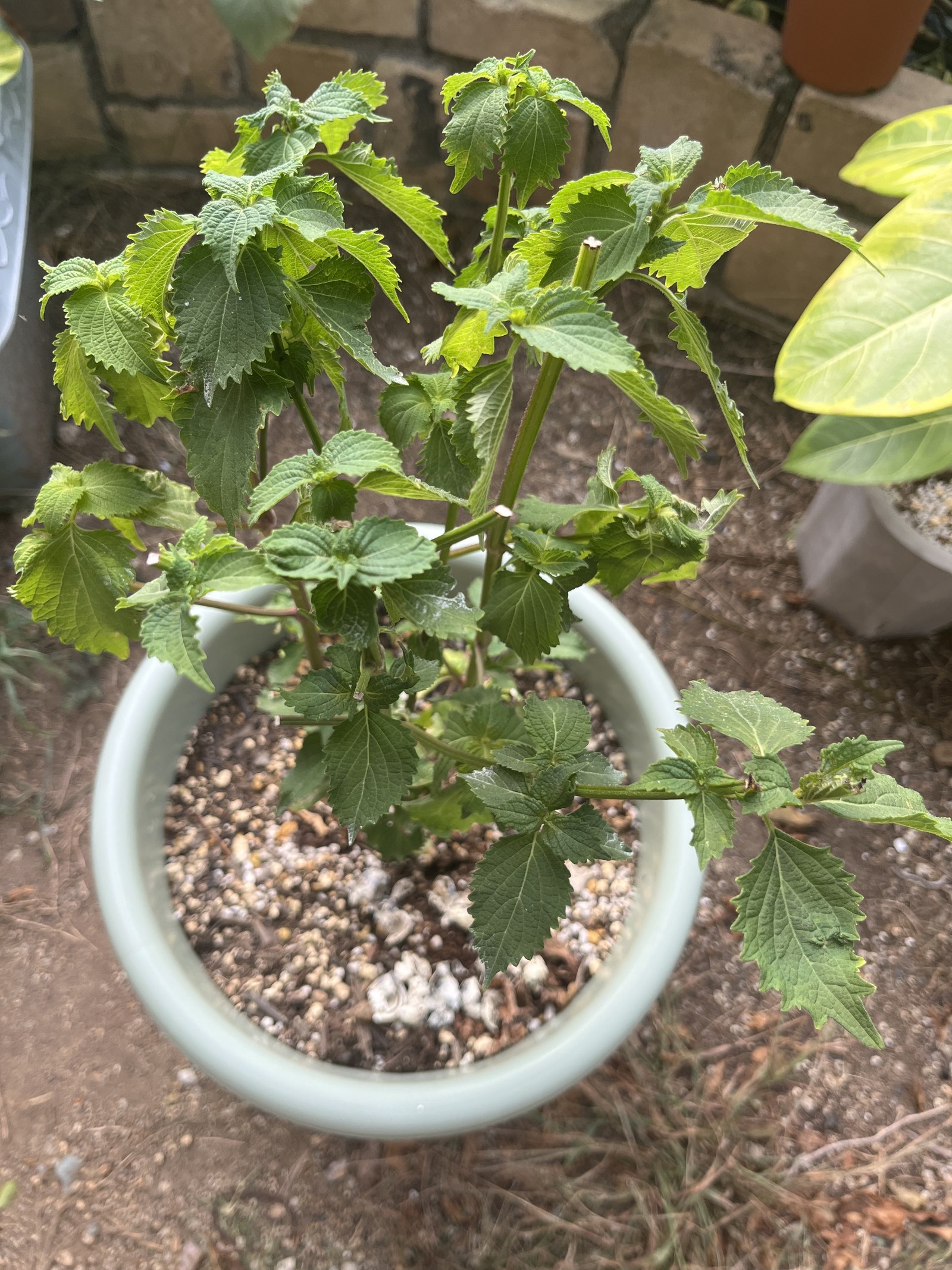 茎ばかり伸びて葉が小さい青じそ